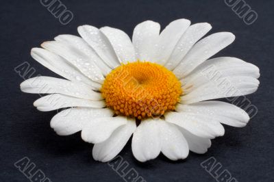 Daisy with droplets