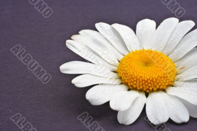 Daisy on violet background