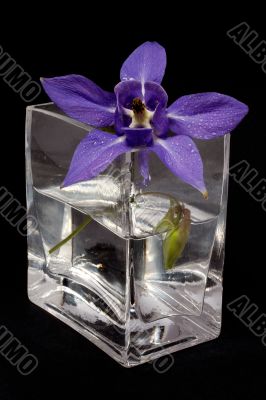 Blue flower in the vase