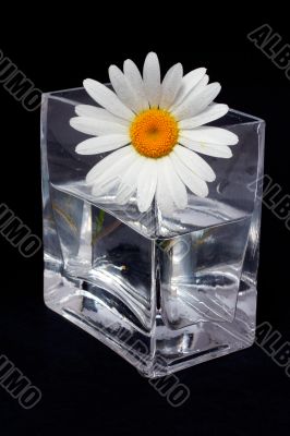Daisy in the vase