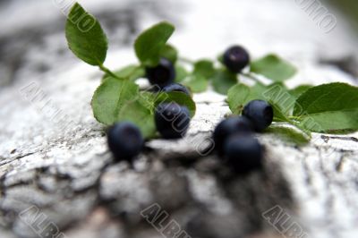Blueberry