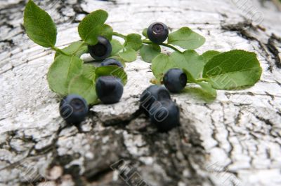 Blueberry