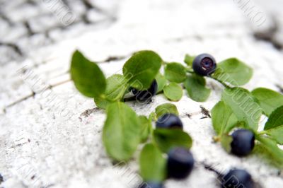 Blueberry
