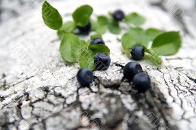 Blueberry
