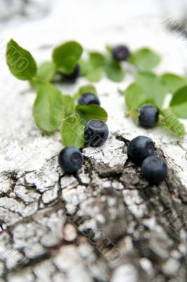 Blueberry