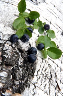 Blueberry