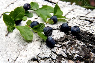 Blueberry