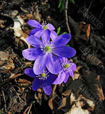 first spring flowers