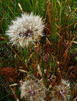 Dandelion