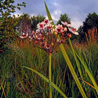 Flower on a bog