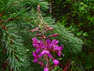 forest flower and pine needles