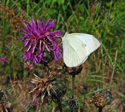 white butterfly