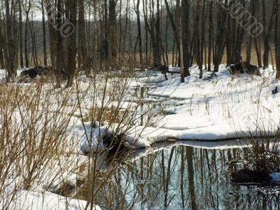 Spring water and  houses of beavers