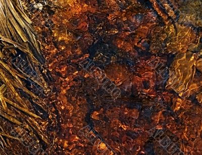 Background - boggy, brown water