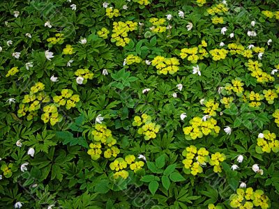Spring flowers