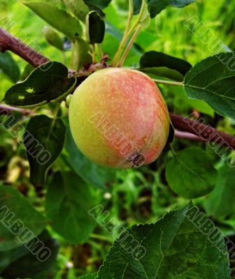 apple