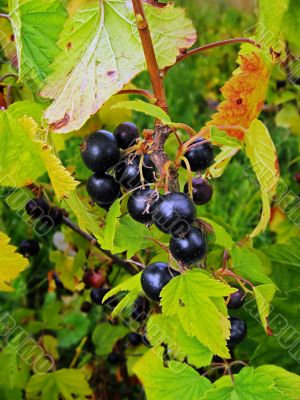 blackenning currant