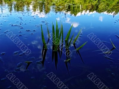 The reflected sky