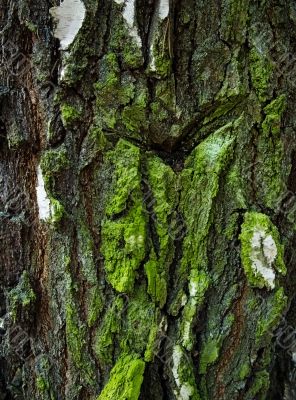 texture from a bark of a birch