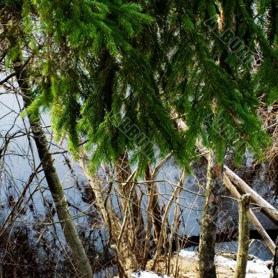 Branches above water