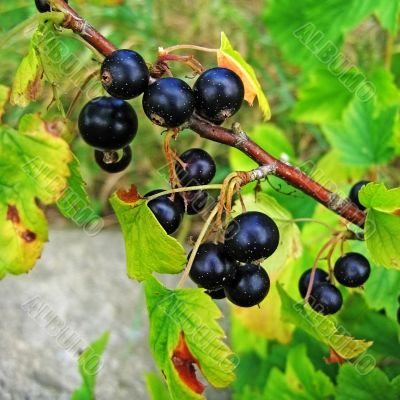 balckcurrant berries