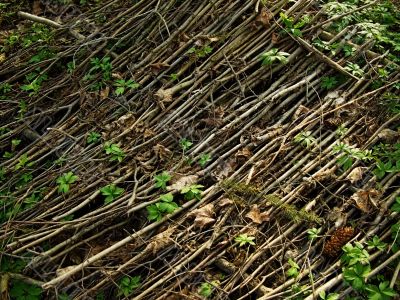 Carpet from branches