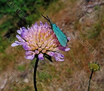 blue moth