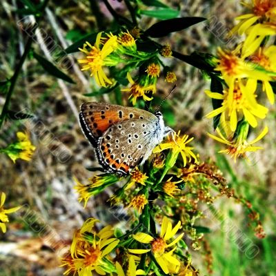 brown butterfly