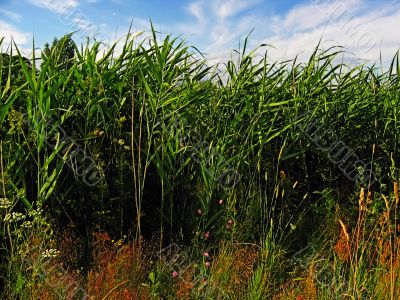 bulrush and flowers