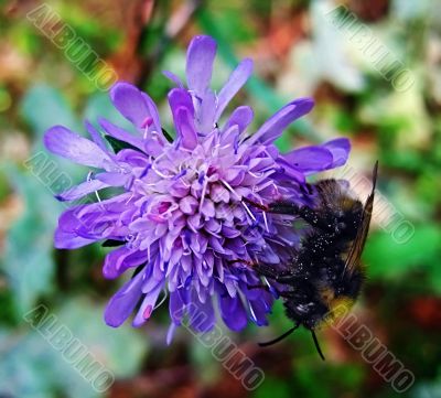 Bumblebee on a flower