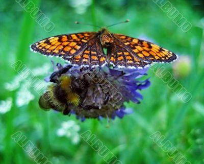bumblebee and butterfly