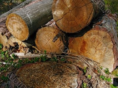 background from cutting trees