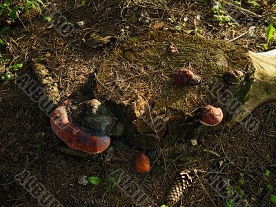 Forest carpet