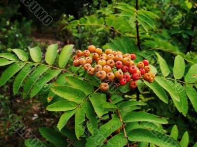 Wild mountain ash