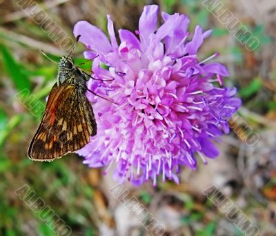 The butterfly with the closed wings