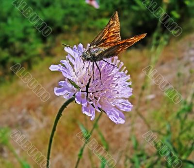 The butterfly on a flower