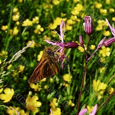 brown butterfly