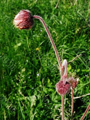 Not dismissed flowers