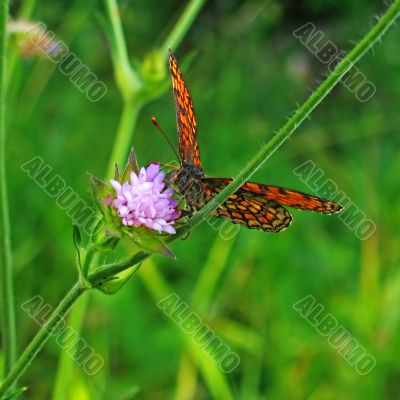 butterfly and flower