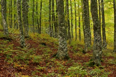 Colors in autumn