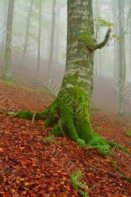 Tree in the fog
