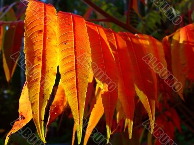 Sumac Leaves