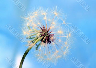 a dandelion