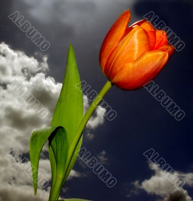 Beautiful Tulip