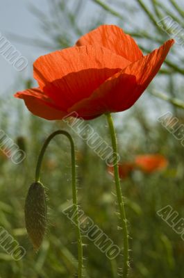 red poppy flower