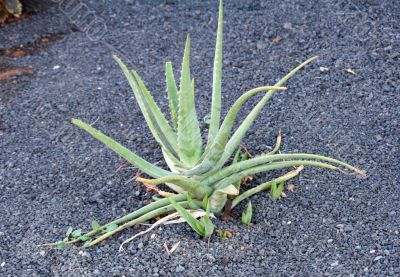Aloe Vera