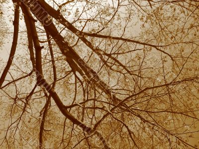 Branches on sepia sky
