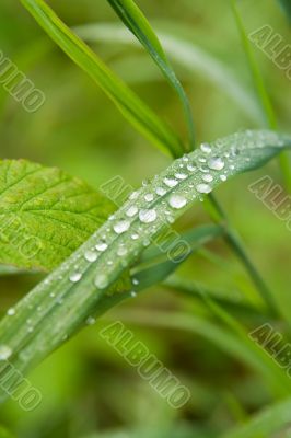 Dew on a grass
