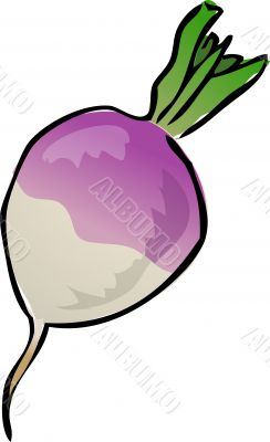 Turnip