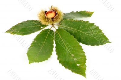 Chestnut curls and the leaves